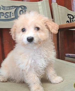 Maltipó kislány máshol játszana!