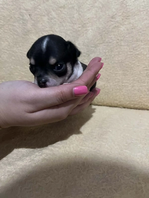 8 hetes fehér-fekete trikolor kicsi kan keresi a gazdit  - kép 15