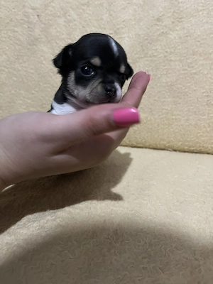 8 hetes fehér-fekete trikolor kicsi kan keresi a gazdit  - kép 14