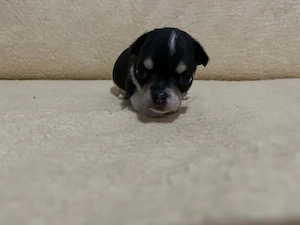 8 hetes fehér-fekete trikolor kicsi kan keresi a gazdit  - kép 8