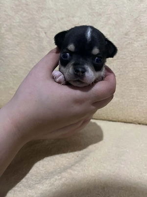 8 hetes fehér-fekete trikolor kicsi kan keresi a gazdit  - kép 10