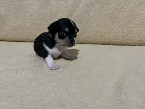 8 hetes fehér-fekete trikolor kicsi kan keresi a gazdit  - kép 6