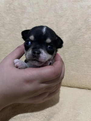 8 hetes fehér-fekete trikolor kicsi kan keresi a gazdit  - kép 11