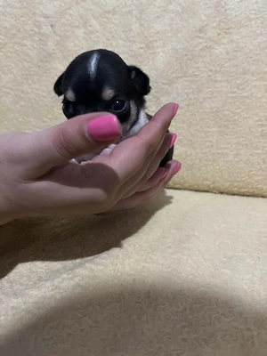 8 hetes fehér-fekete trikolor kicsi kan keresi a gazdit  - kép 13