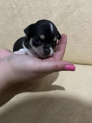 8 hetes fehér-fekete trikolor kicsi kan keresi a gazdit  - kép 16