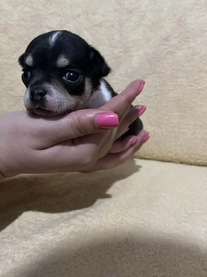 8 hetes fehér-fekete trikolor kicsi kan keresi a gazdit  - kép 9