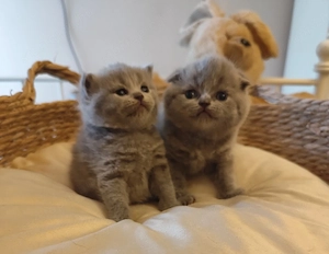 Skót lányok foglalhatók  - kép 2