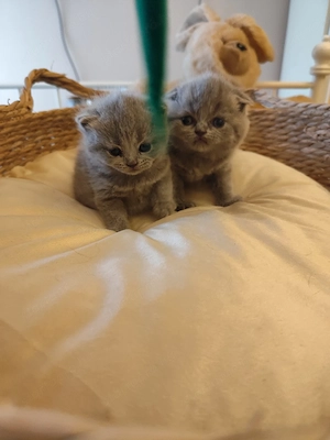 Skót lányok foglalhatók  - kép 4