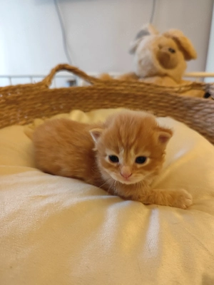 Brit fiúk foglalhatók  - kép 2