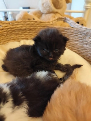 Brit fiúk foglalhatók  - kép 5