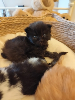 Brit fiúk foglalhatók  - kép 4