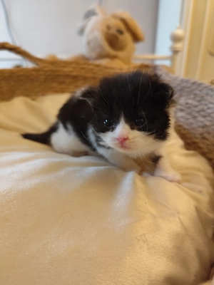 Brit fiúk foglalhatók  - kép 3