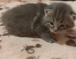 maine coon kislány - kép 2