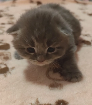 maine coon kislány - kép 4