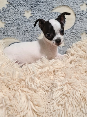 Színes csivava babyk foglalhatóak! - kép 2