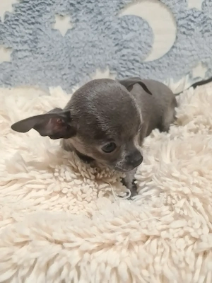 Színes csivava babyk foglalhatóak! - kép 3