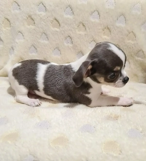 Színes csivava babyk foglalhatóak! - kép 6