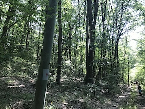 Kismaroson eladó üdülő telek az erdőben - kép 8