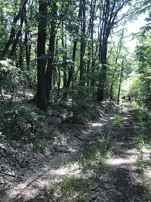 Kismaroson eladó üdülő telek az erdőben - kép 7