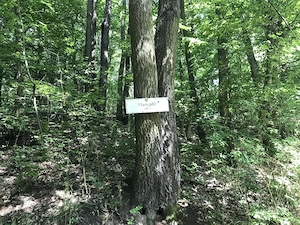 Kismaroson eladó üdülő telek az erdőben - kép 3