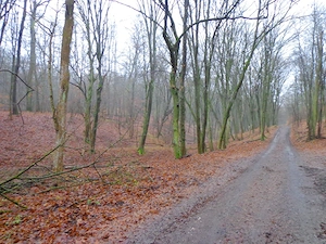 Kismaroson eladó üdülő telek az erdőben - kép 2