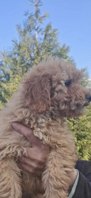 Törpe uszkár kislány  - kép 2