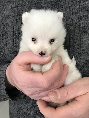 Foglalhatóak,eladók, tündéri Spicc, Spitz kiskutyák.Lányok és fiúk. - kép 5