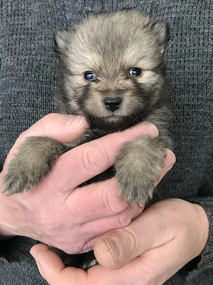 Foglalhatóak,eladók, tündéri Spicc, Spitz kiskutyák.Lányok és fiúk. - kép 8