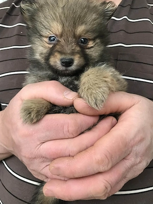 Foglalhatóak,eladók, tündéri Spicc, Spitz kiskutyák.Lányok és fiúk. - kép 9