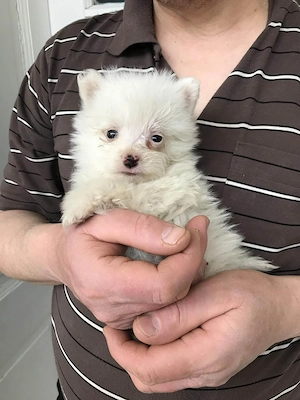 Foglalhatóak,eladók, tündéri Spicc, Spitz kiskutyák.Lányok és fiúk. - kép 7