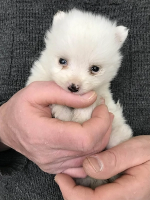Foglalhatóak,eladók, tündéri Spicc, Spitz kiskutyák.Lányok és fiúk. - kép 10