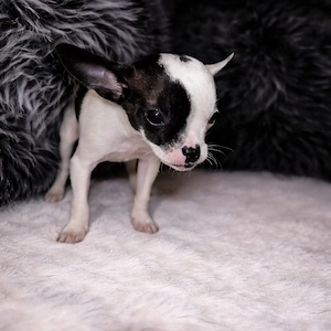 csivava kölykök  - kép 2