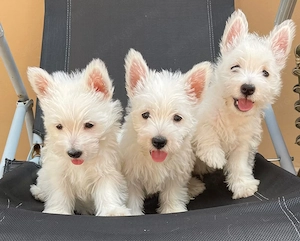 Gyönyörű Westie kiskutyák