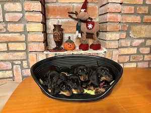 Törpe tacskó eladó - kép 2