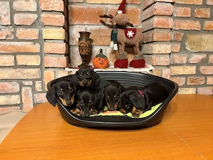 Törpe tacskó eladó - kép 3