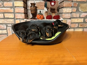 Törpe tacskó eladó - kép 4