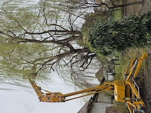 Veszélyessé vált fák vágása, nyesése.  - kép 2