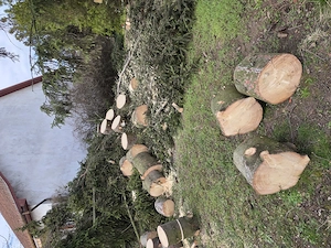 Veszélyessé vált fák vágása, nyesése.  - kép 4