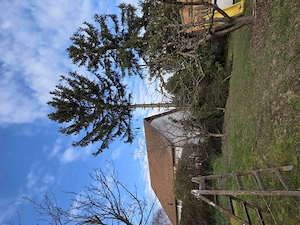 Veszélyessé vált fák vágása, nyesése.  - kép 3