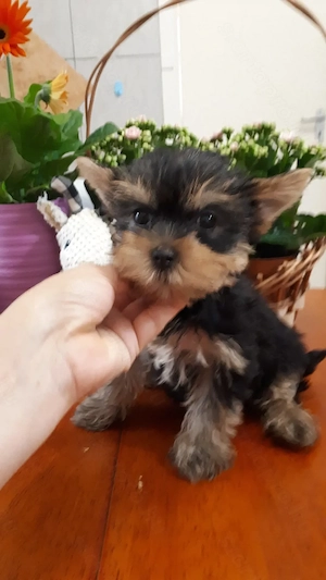 Fajtatiszta mini yorki kisfiúk eladók - kép 3