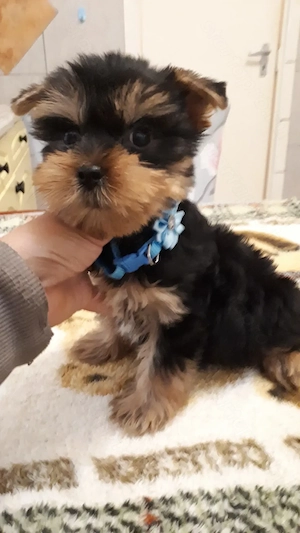 Fajtatiszta mini yorki kisfiúk eladók - kép 4