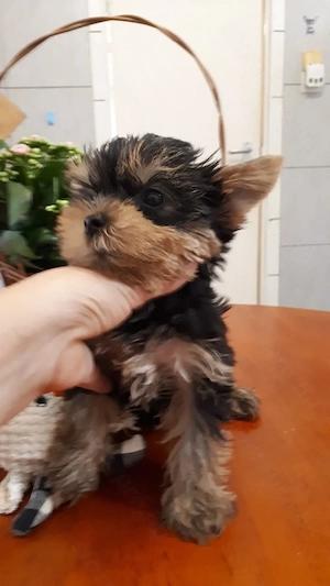 Fajtatiszta mini yorki kisfiúk eladók - kép 2