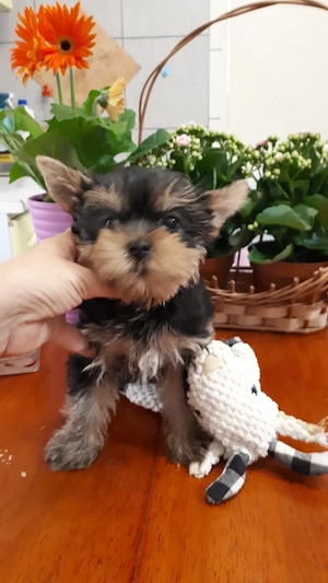 Fajtatiszta mini yorki kisfiúk eladók - kép 5