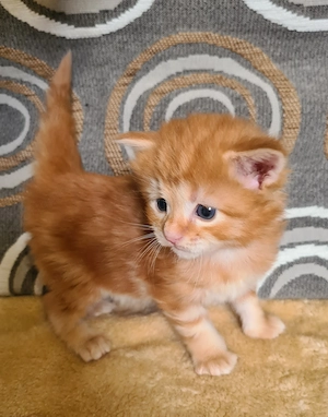 Törzskönyvezett szülőktől Maine Coon babyk foglalhatók! - kép 12