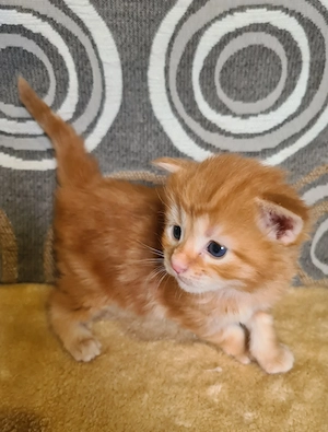 Törzskönyvezett szülőktől Maine Coon babyk foglalhatók! - kép 2