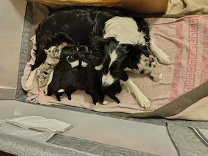 Border Colli kiskutyák kiválaszthatók, eladók  - kép 5