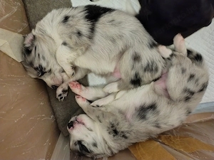 Border Colli kiskutyák kiválaszthatók, eladók  - kép 2