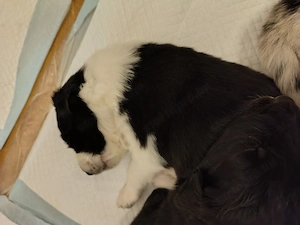 Border Colli kiskutyák kiválaszthatók, eladók  - kép 4