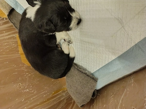 Border Colli kiskutyák kiválaszthatók, eladók  - kép 3