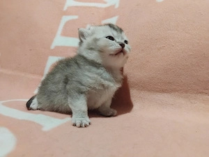 Brit kislány kiscica foglalható - kép 4